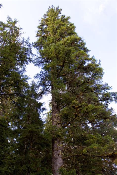 Sitka Spruce Cones Stock Photo Image Of Sitka Forest 19238418