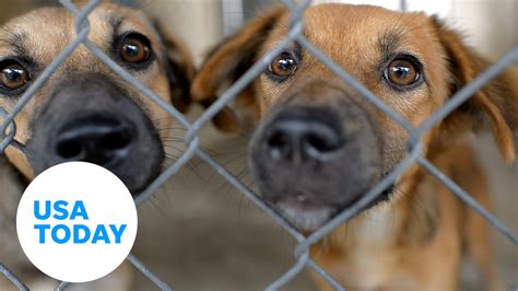 Pet Adoption Sites Near Me Tranetbiologiaufrjbr