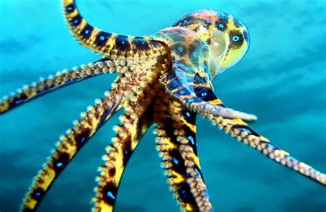 Blue Ringed Octopus - Description, Habitat, Image, Diet, Interesting Facts