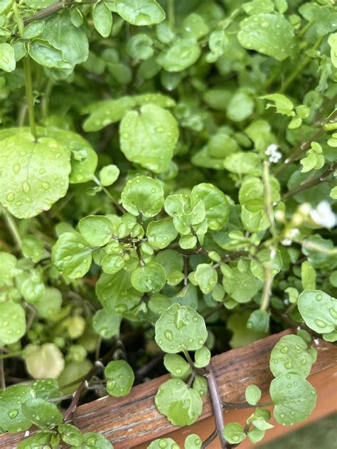 Herb Identification : r/PlantIdentification