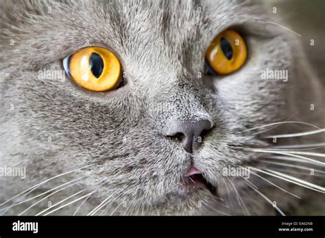 Cat Portrait With Yellow Eyes Stock Photo Alamy
