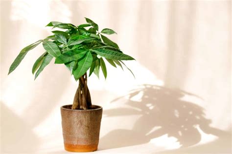 Money Tree Meaning Symbolism And Significance A Z Animals