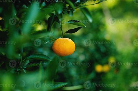 Page 12 Orchards Stock Photos Images And Backgrounds For Free Download