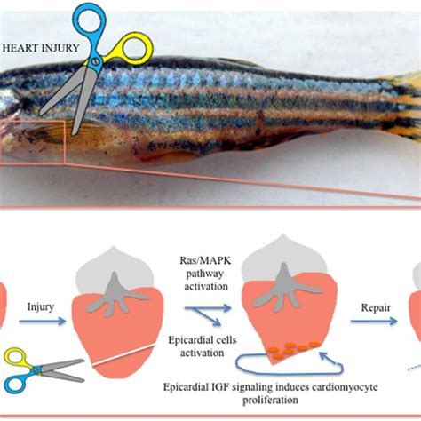 Visualization of heart regeneration in adult zebrafish. After injury ...