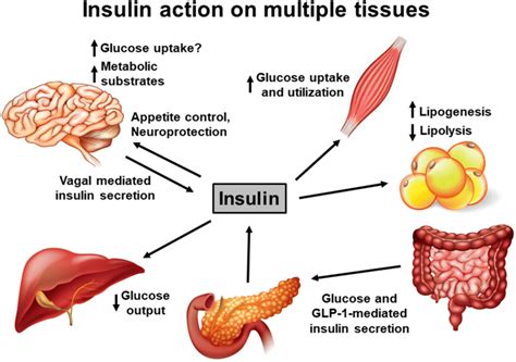 Insulin Action On Multiple Tissues Insulin Is Primarily Produced By