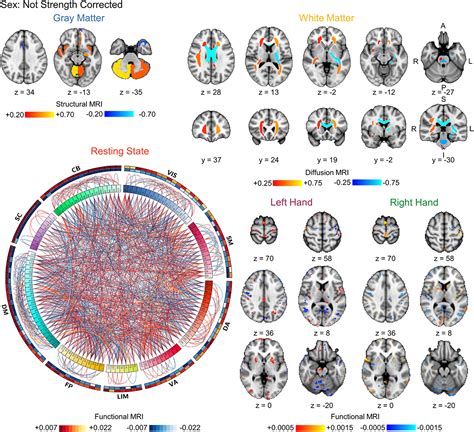 Frontiers Confounds In Neuroimaging A Clear Case Of Sex As A Confound In Brain Based Prediction