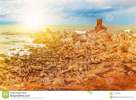 Penguins At Stony Point Stock Photo Image Of Breeding 114156424