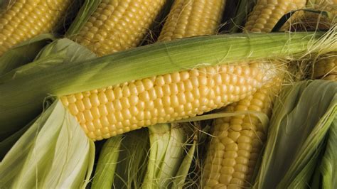 Corn Shucking Hacks Youll Wish You Knew Sooner