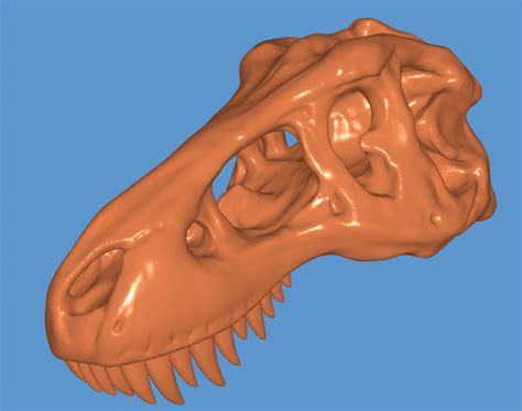 T Rex Skull Free Stock Photo Public Domain Pictures