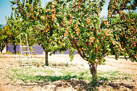 Apricot Tree Stock Photos Pictures And Royalty Free Images Istock