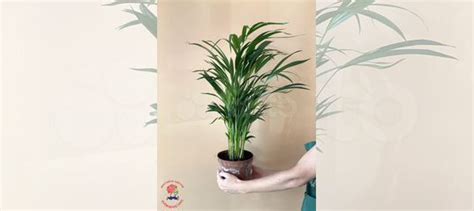 Растения в горшках купить в Севастополе | Товары для дома и дачи | Авито