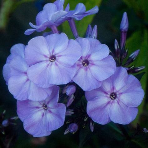 Флокс метельчатый 'Блу Бой'. (Phlox paniculata 'Blue Boy') купить в ...