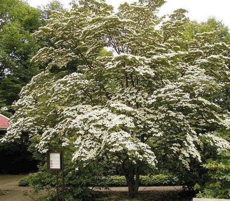 Kousa Dogwood Fruit Tropical Flavor In Temperate Climates Eat The Planet