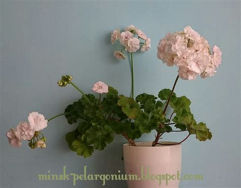 Пеларгония на все времена: Viva Madeleine