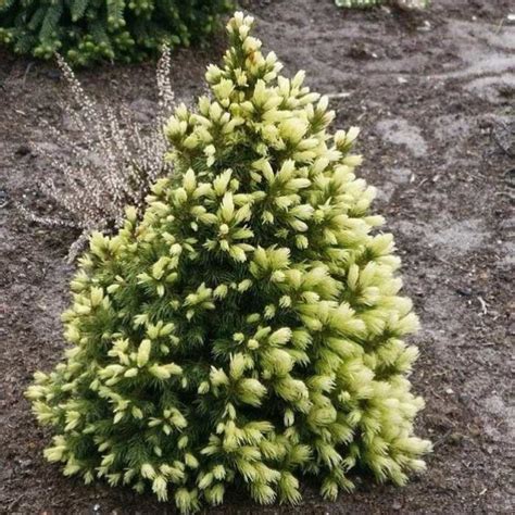 Ель канадская Коника Майголд, (Picea glauca Conica Maigold) С5 купить в ...