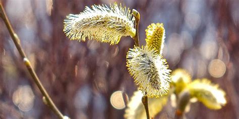 American Pussy Willow Flowering Time Description Seasonal Development And General