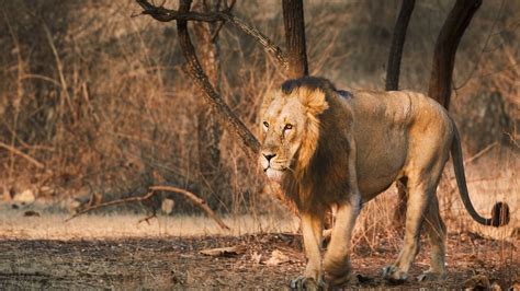 गिर के शेर चले बरदा अभयारण्य जानिए गुजरात सरकार ने क्यों लिया ये