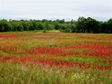 Free Download Hd Wallpaper Autumn Forest Fireweed Grass Field