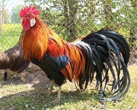 7 Beautiful Long Tail Chickens Onagadori Included Eco Peanut