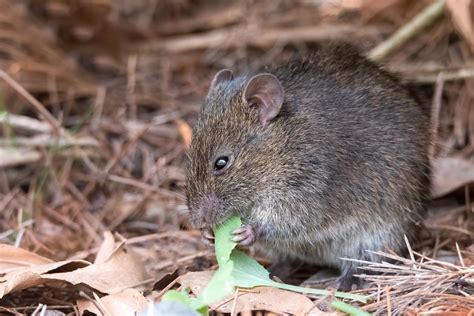 An Australian Bush Rat : r/wildlifephotography