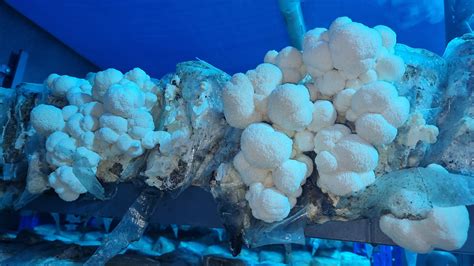 The Shocking Truth About Growing Lion's Mane Mushrooms—Follow These Ea