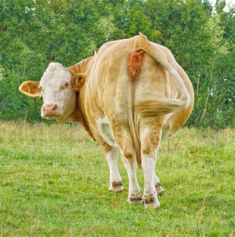 Insémination Artificielle Des Vaches « Oui à La Gpa