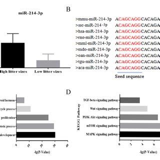 PDF MiR 214 3p Promotes Proliferation And Inhibits Estradiol