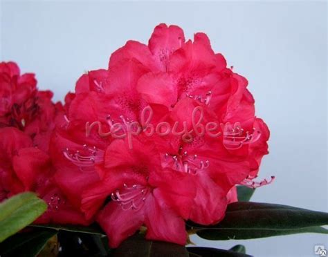 Рододендрон гибридный Владислав Ягелло: купить саженцы Rhododendron ...