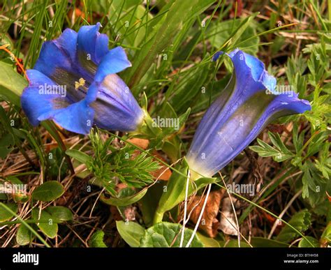 Gentian Stock Photo, Royalty Free Image: 32348772 - Alamy