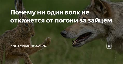 Почему ни один волк не откажется от погони за зайцем | Приключения ...
