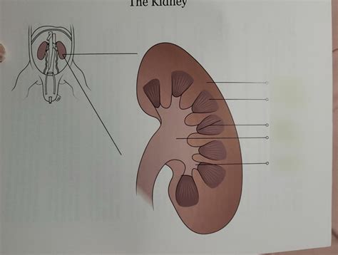 Fetal Pig Dissection The Kidney Diagram Quizlet