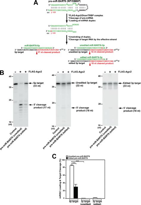 Assembly Of Functional MiRISCs With FLAG Ago2 And Pre MiR BART6 RNAs A