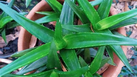 Alworthia Black Gem Or Aloe Black Gem Imelda Ingram Usa Youtube