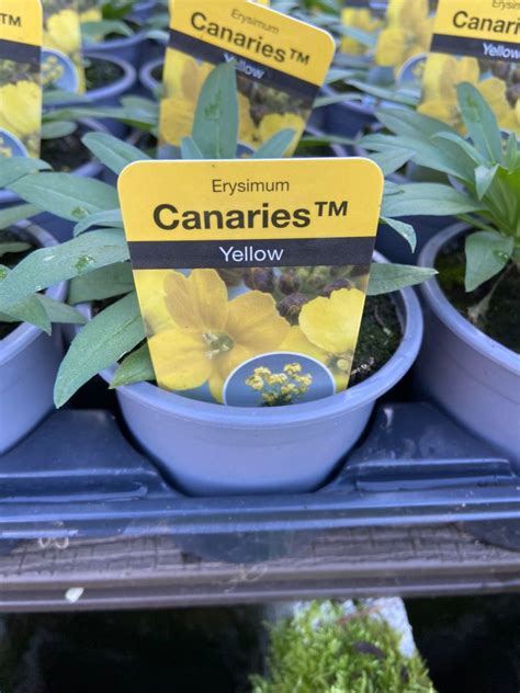 Erysimum Canaries Yellow Cm Pot Newgate Nurseries