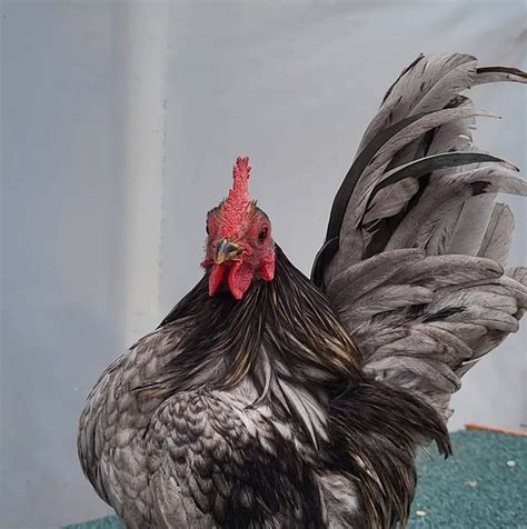 talache serama medical lake wa