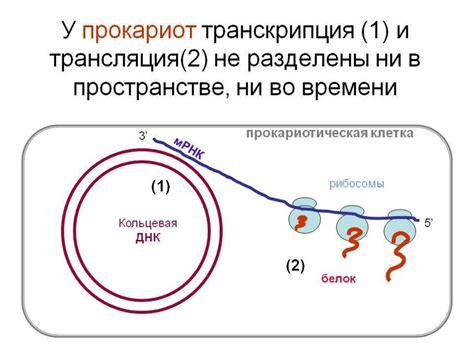 Биосинтез белка - online presentation