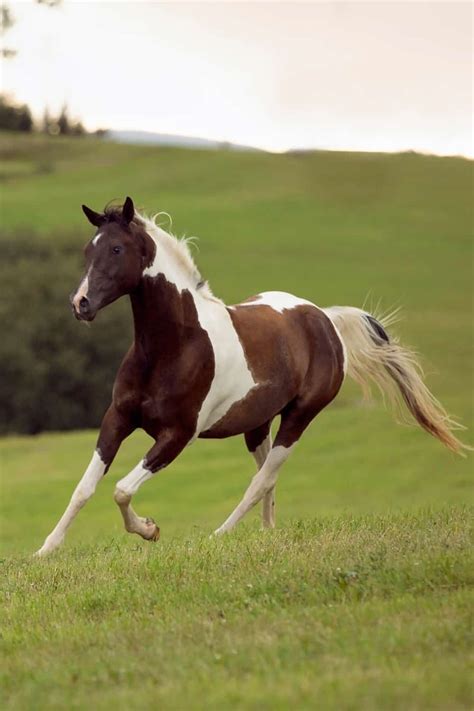 Pinto Horse Origin And Background Horse Background Blur Photo