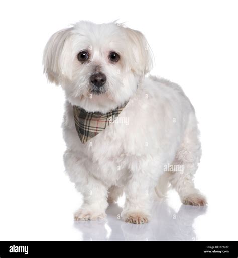 Adult Maltese