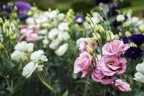 Lisianthus Seeds: How to Best Grow These Beautiful Blooms - A-Z Animals