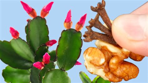 1 таблетка и сразу зацвел! Сейчас весь в бутонах, мощно и пышно ...