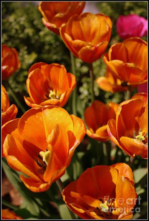 Lovely Burnt Orange Tulips Photograph By Dora Sofia Caputo