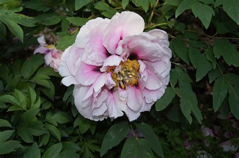 Пион древовидный цветение (76 фото) - фото - картинки и рисунки ...