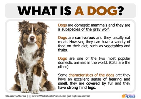 What Is A Dog Definition Of Dog