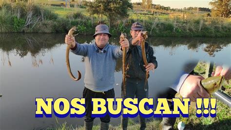 Las Anguilas Grandes Nos Buscan En Pesca En Agua Dulce Youtube
