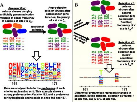 A Deep Mutational Scanning Experimenta A Gene Is Mutagenized To