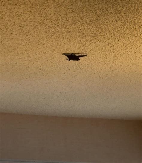 bat crawling  flying   hotel room   tropicana
