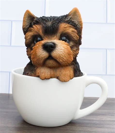 Teacup Yorkshire Terrier