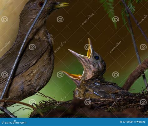 Baby Yiguirro - Clay Colored Thrush Stock Image - Image of rica ...