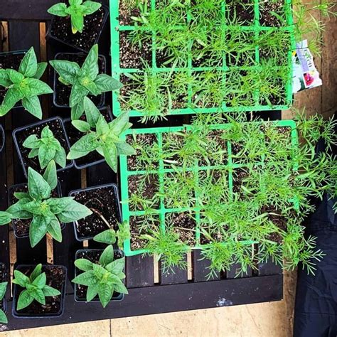 how to take care of sunflower plant
