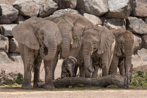 Nace Un Segundo Elefante Africano En El Sharjah Safari